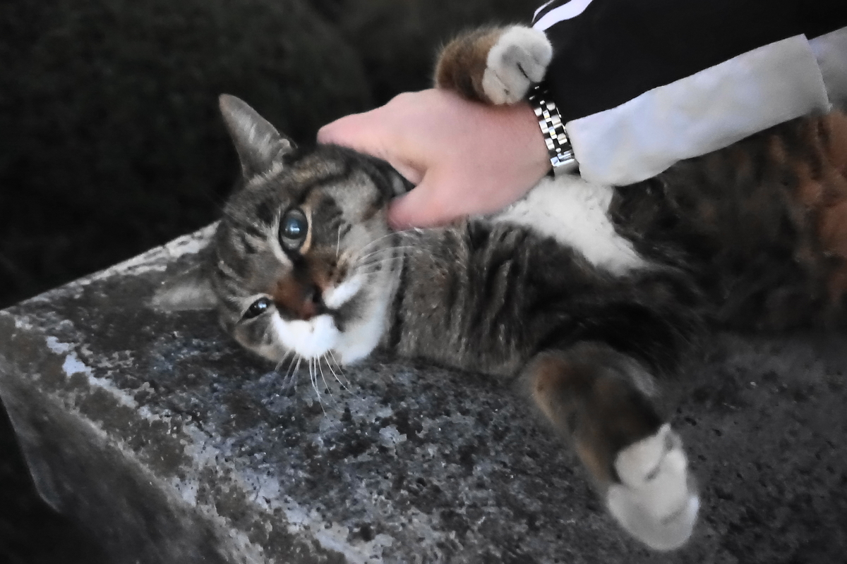 f:id:shigeo-t:20201231112328j:plain