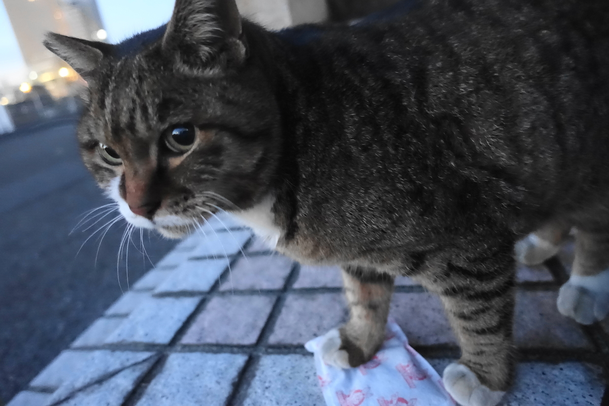 f:id:shigeo-t:20201231112933j:plain