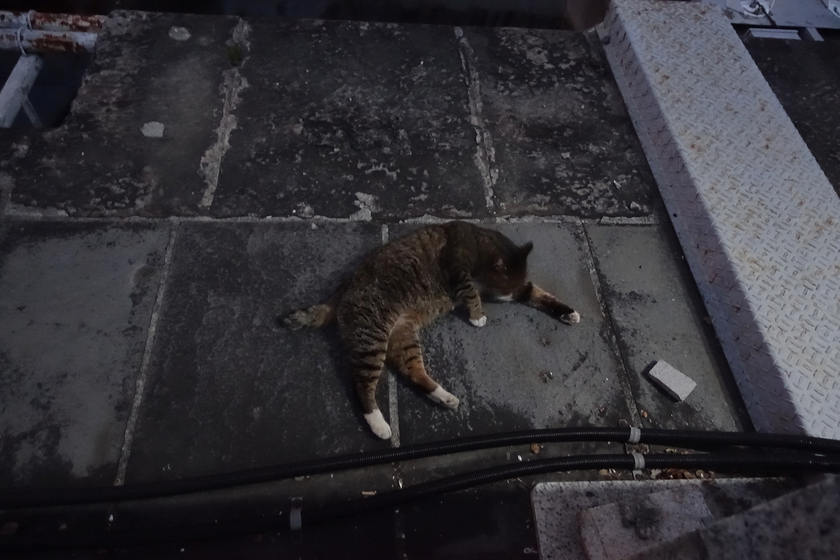 f:id:shigeo-t:20201231113626j:plain