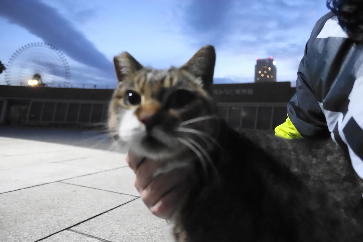 f:id:shigeo-t:20201231113823j:plain