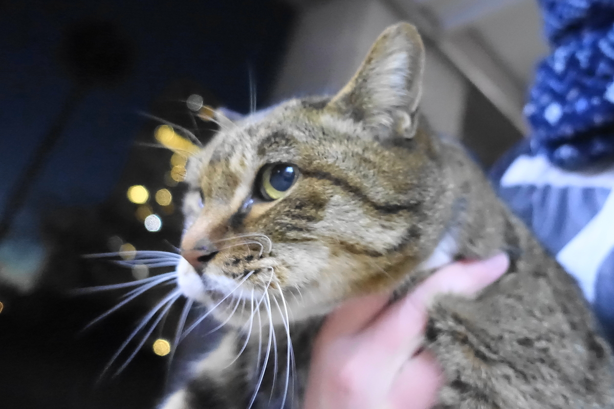 f:id:shigeo-t:20201231114612j:plain