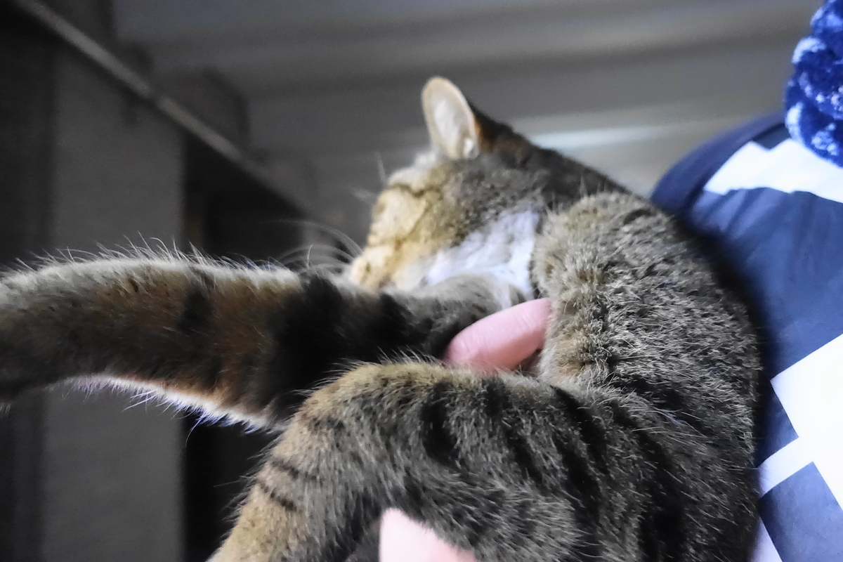 f:id:shigeo-t:20201231114640j:plain