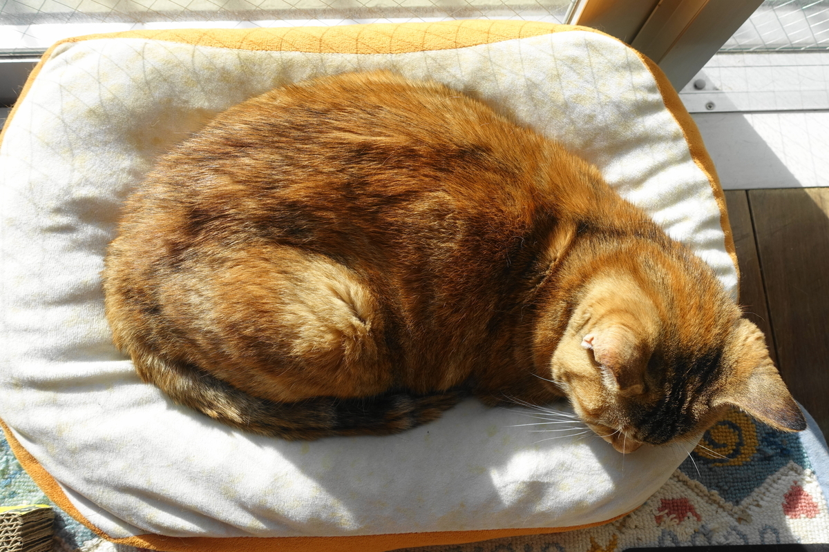 f:id:shigeo-t:20210103105113j:plain