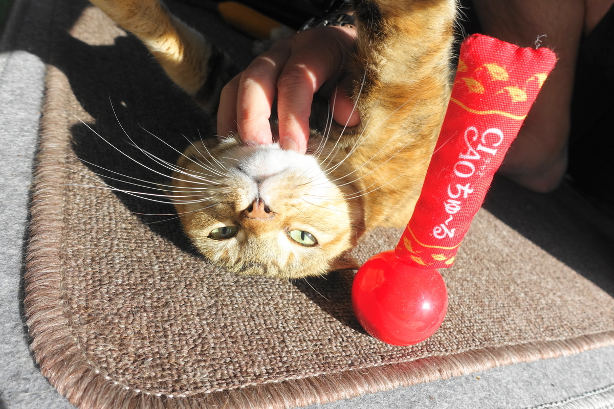 f:id:shigeo-t:20210103105439j:plain