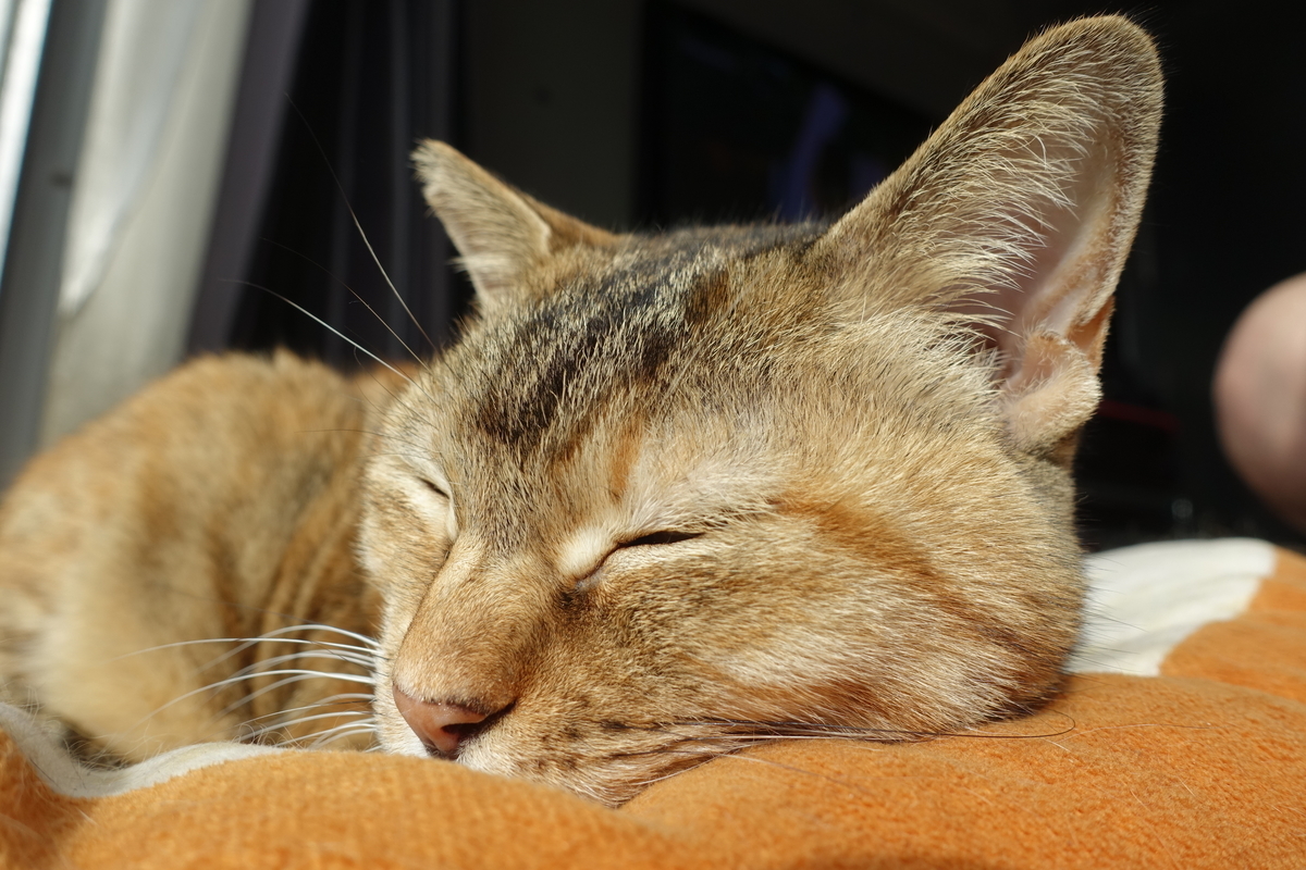 f:id:shigeo-t:20210103110700j:plain