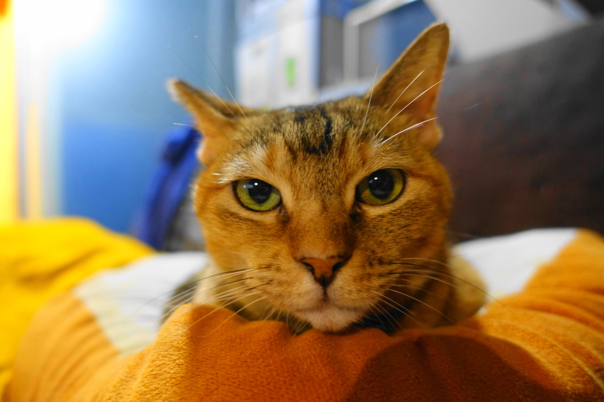 f:id:shigeo-t:20210109102647j:plain