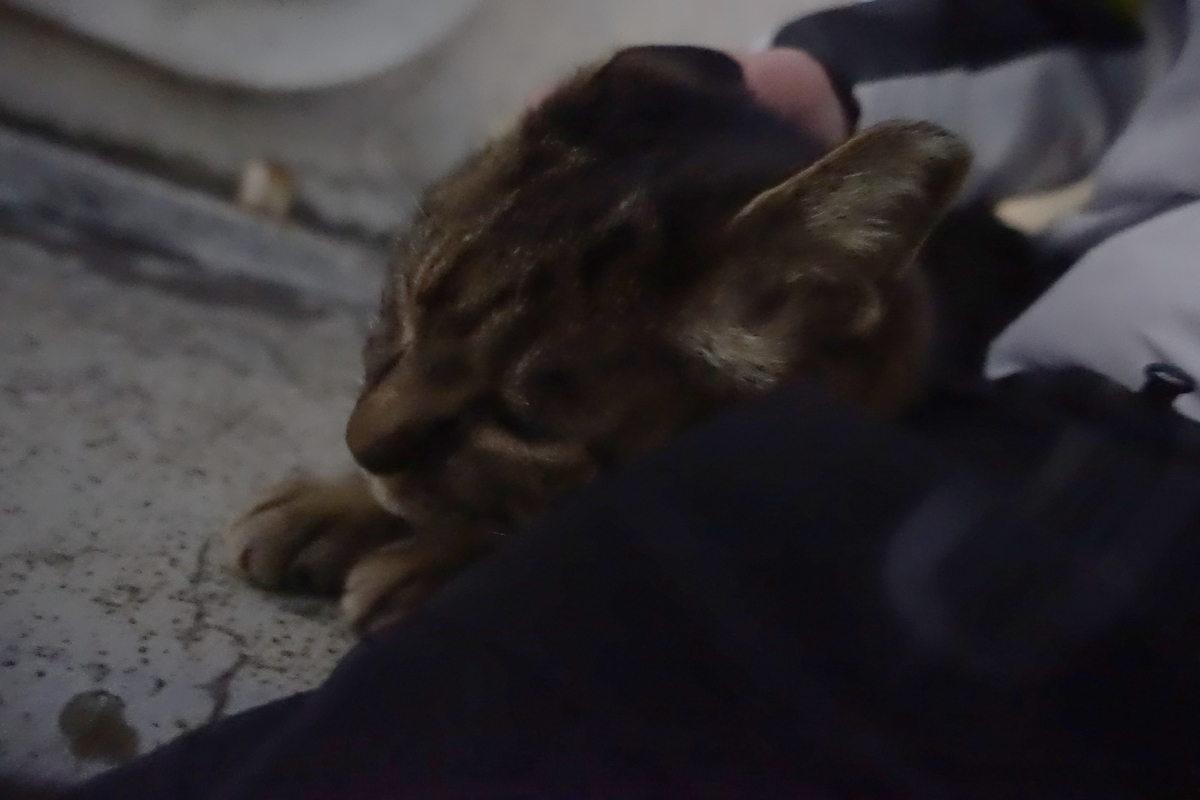 f:id:shigeo-t:20210111103805j:plain