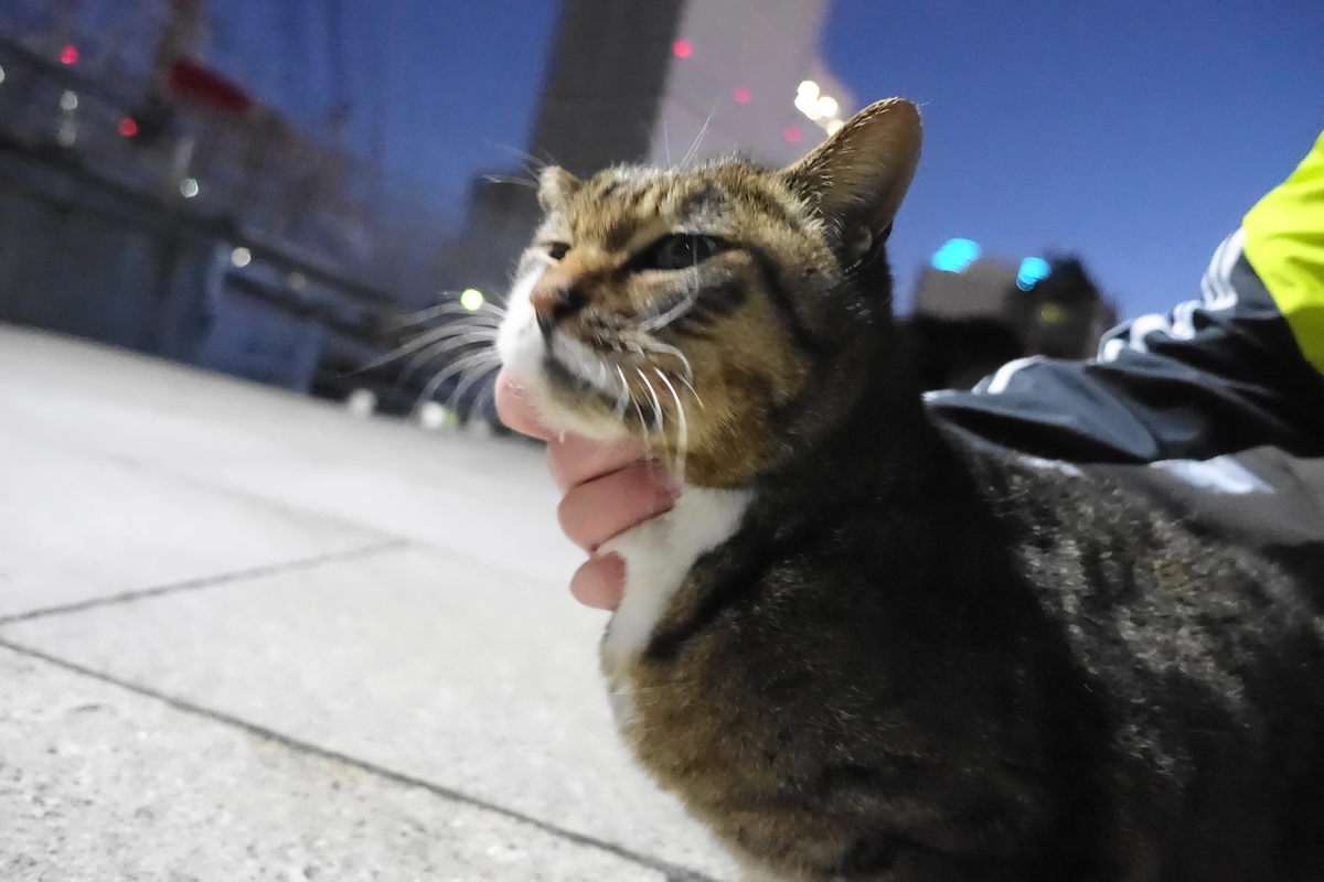 f:id:shigeo-t:20210113094147j:plain