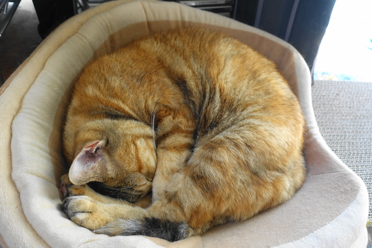 f:id:shigeo-t:20210124090140j:plain