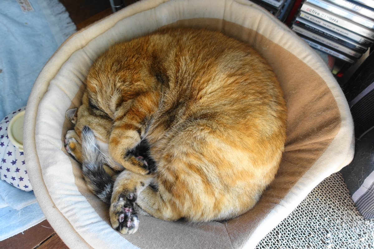 f:id:shigeo-t:20210124090301j:plain