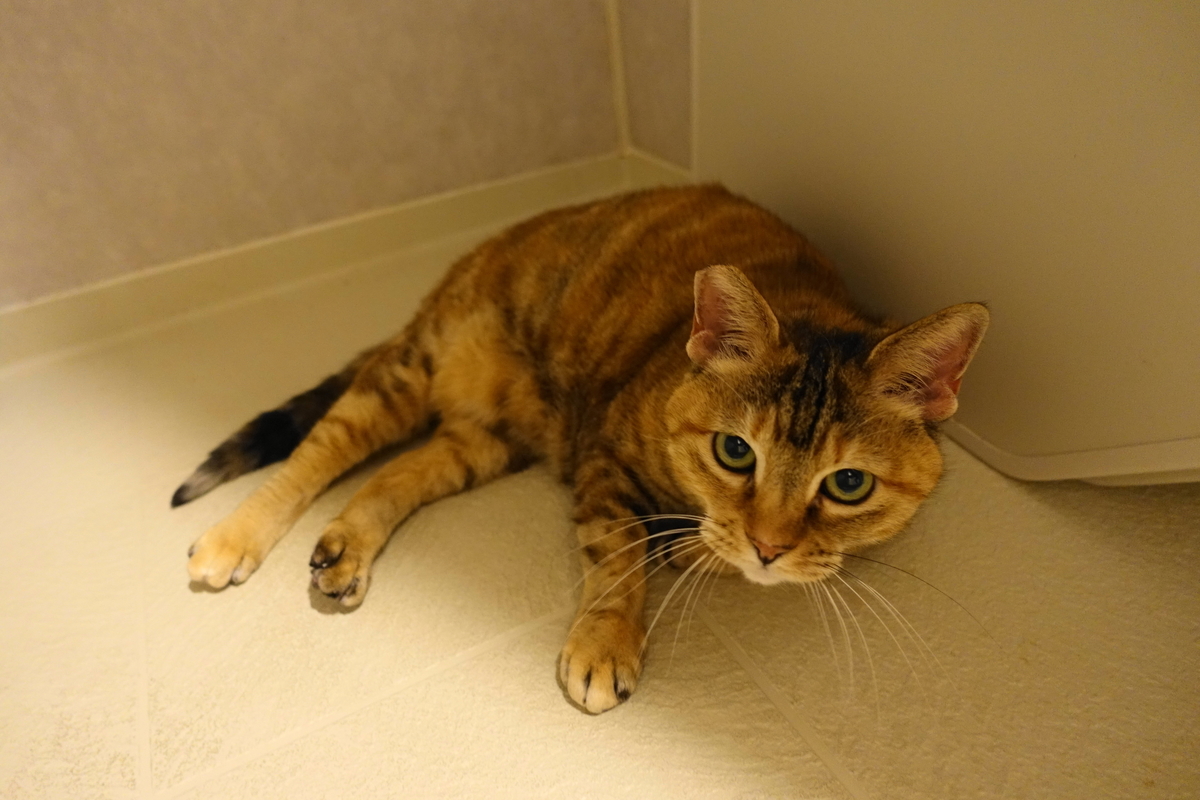 f:id:shigeo-t:20210124090602j:plain