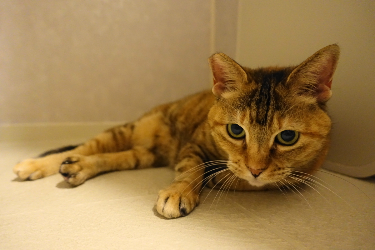 f:id:shigeo-t:20210124090617j:plain