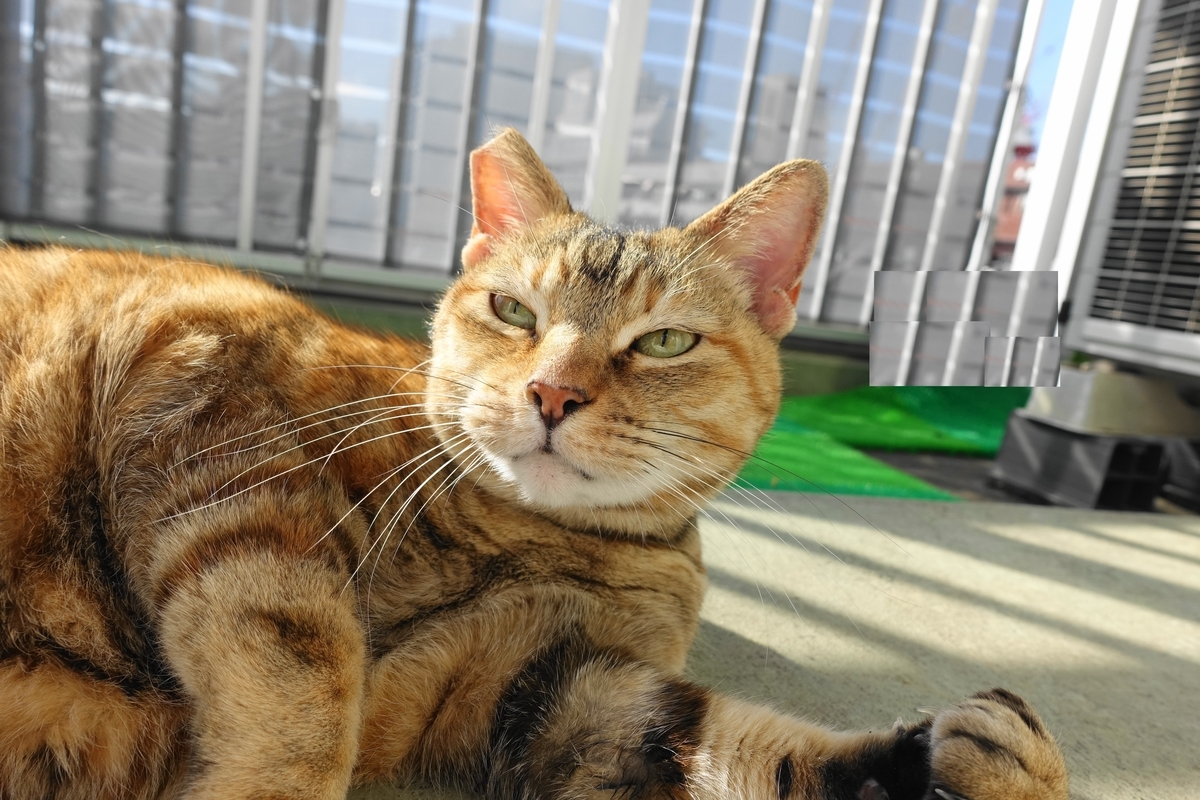 f:id:shigeo-t:20210124091649j:plain