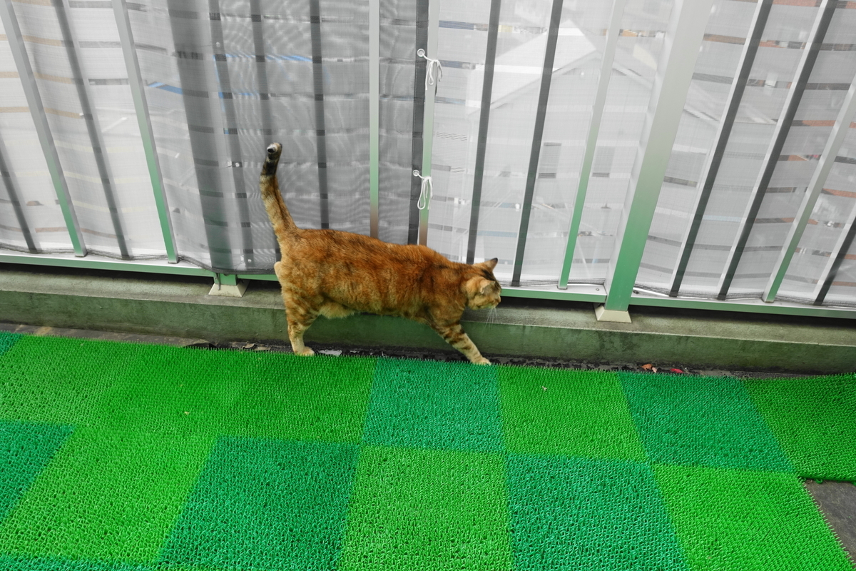 f:id:shigeo-t:20210124091811j:plain