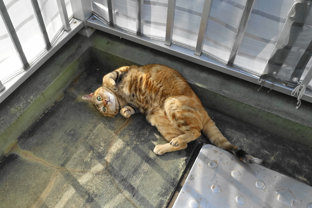 f:id:shigeo-t:20210124091934j:plain