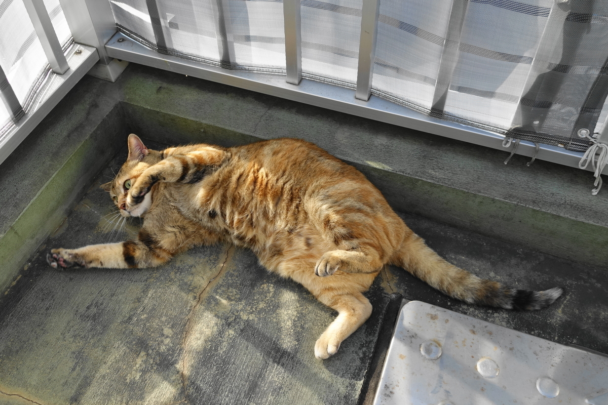 f:id:shigeo-t:20210124091955j:plain