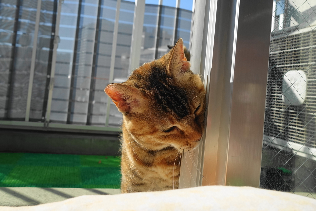 f:id:shigeo-t:20210124092142j:plain