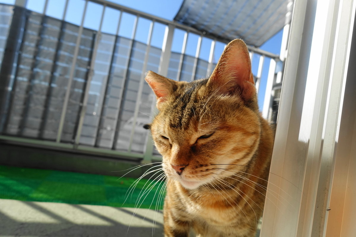 f:id:shigeo-t:20210124092159j:plain