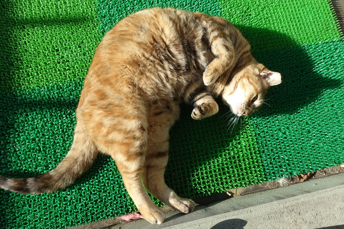 f:id:shigeo-t:20210124092431j:plain