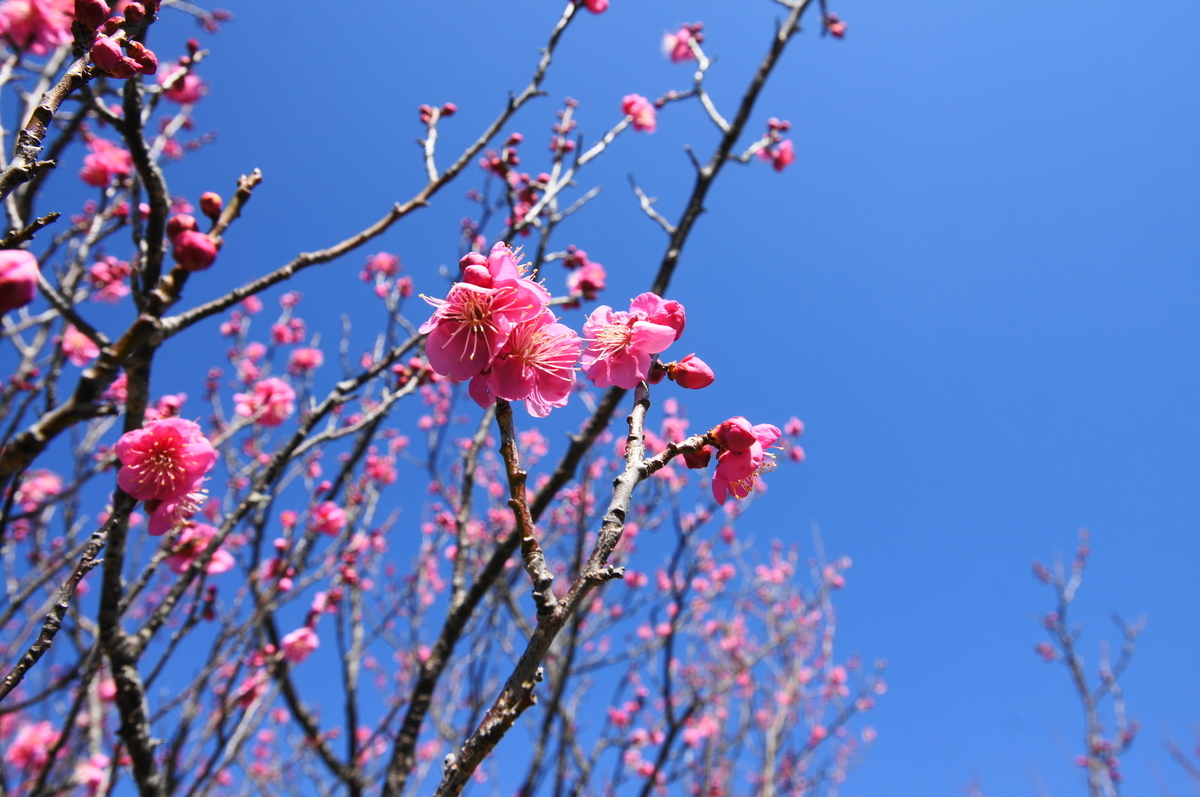 f:id:shigeo-t:20210204143444j:plain