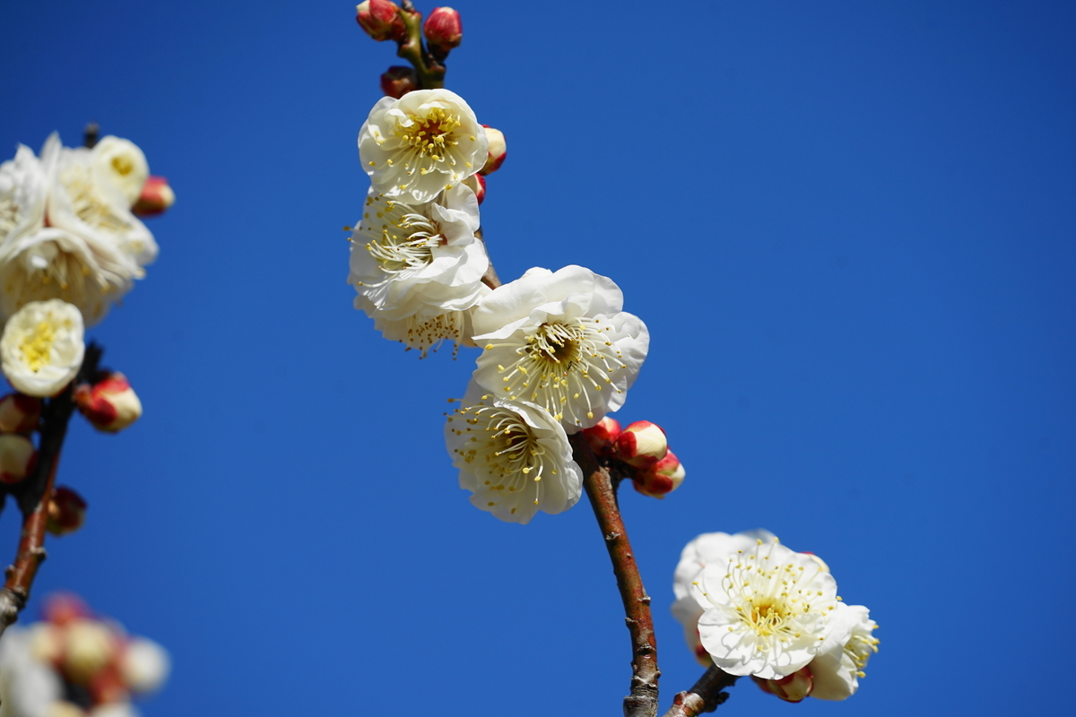 f:id:shigeo-t:20210204145406j:plain