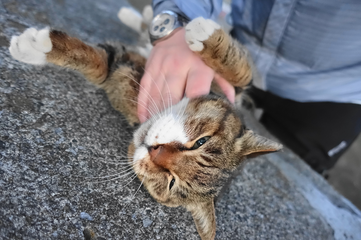 f:id:shigeo-t:20210213091006j:plain