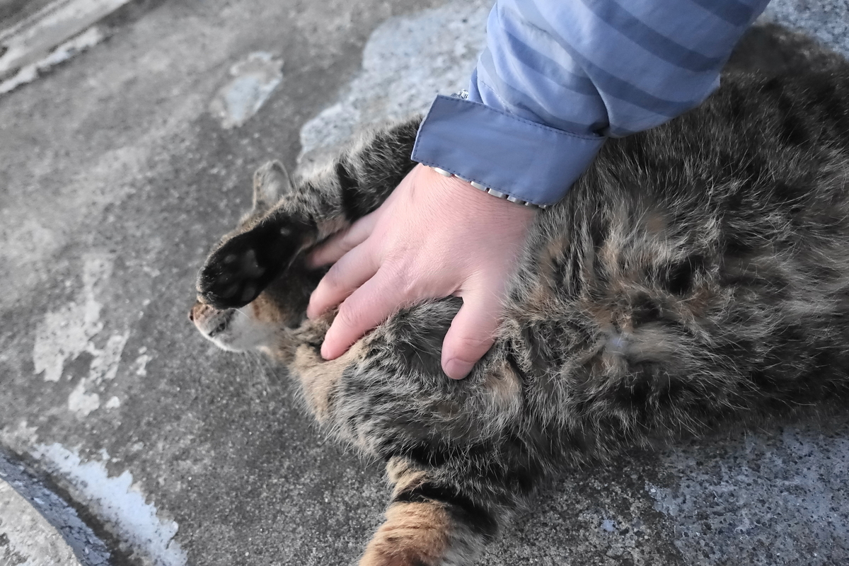 f:id:shigeo-t:20210213091133j:plain