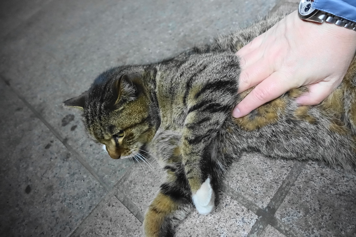 f:id:shigeo-t:20210213091748j:plain