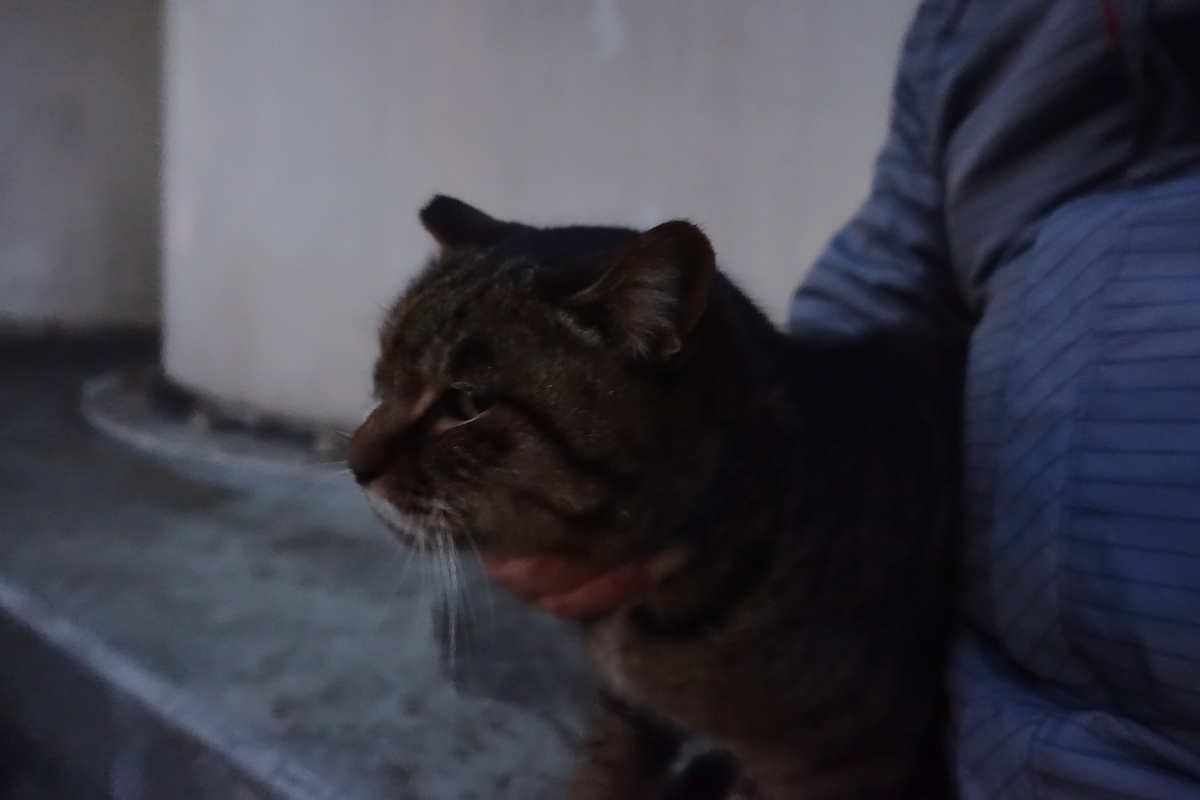 f:id:shigeo-t:20210213091955j:plain