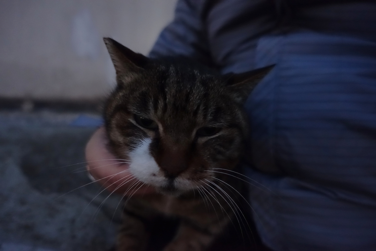 f:id:shigeo-t:20210213092016j:plain