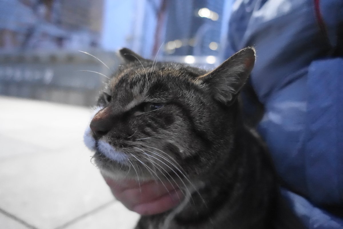 f:id:shigeo-t:20210213092313j:plain