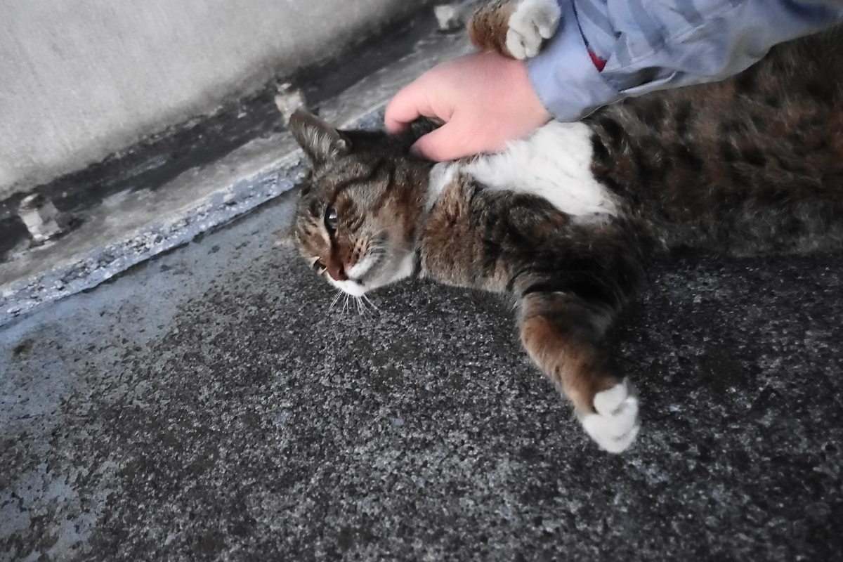 f:id:shigeo-t:20210213092934j:plain