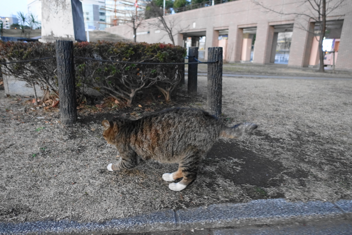 f:id:shigeo-t:20210213093614j:plain