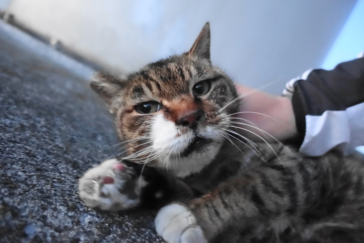 f:id:shigeo-t:20210227092802j:plain