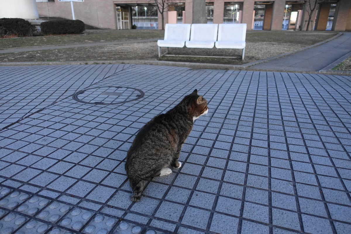 f:id:shigeo-t:20210227093056j:plain