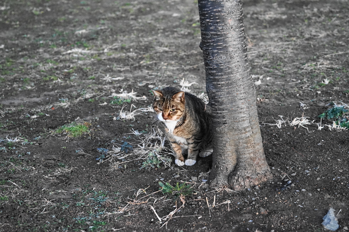 f:id:shigeo-t:20210227093427j:plain