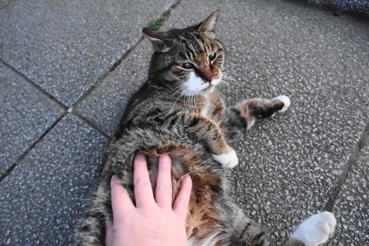 f:id:shigeo-t:20210227094747j:plain