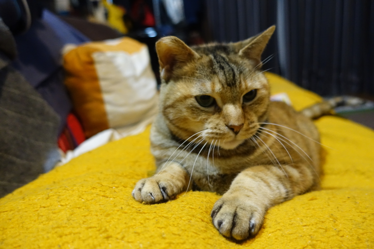 f:id:shigeo-t:20210310020450j:plain