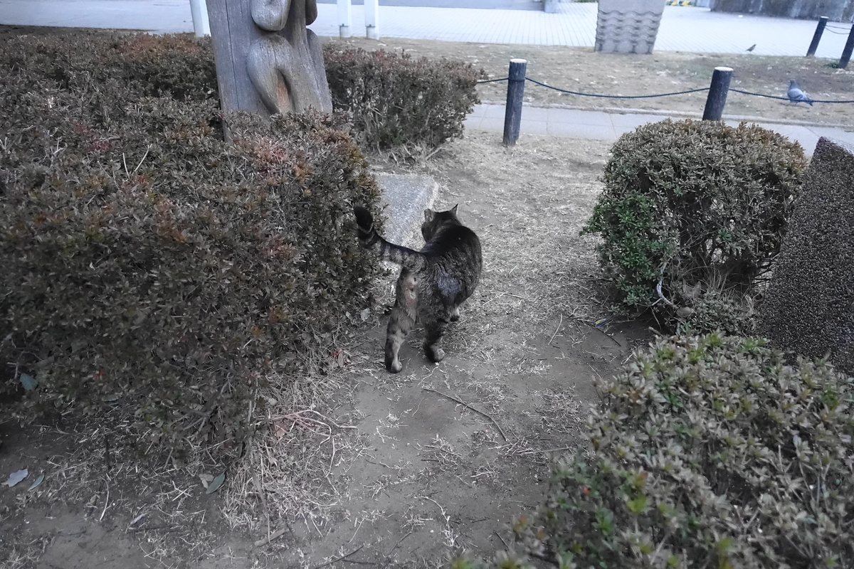 f:id:shigeo-t:20210310095747j:plain