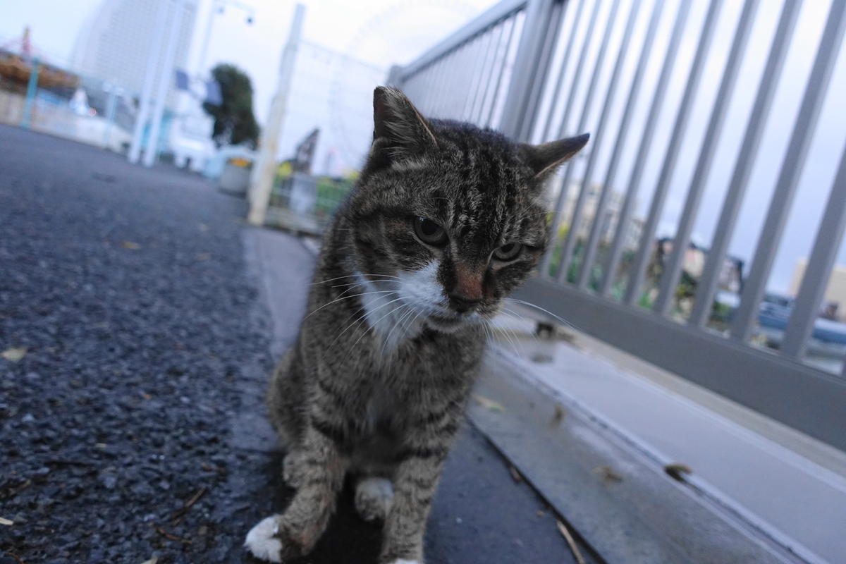 f:id:shigeo-t:20210310101708j:plain