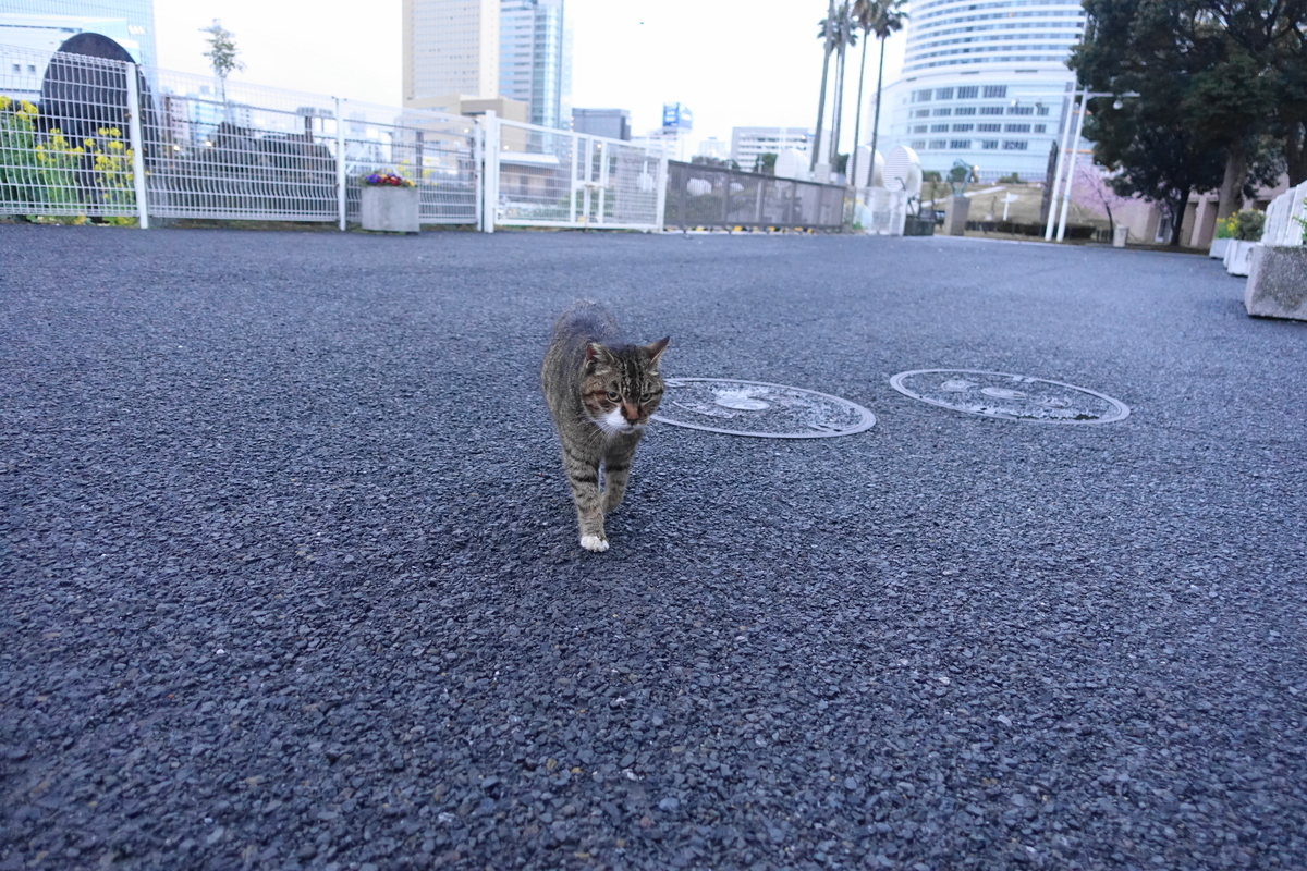 f:id:shigeo-t:20210310101802j:plain