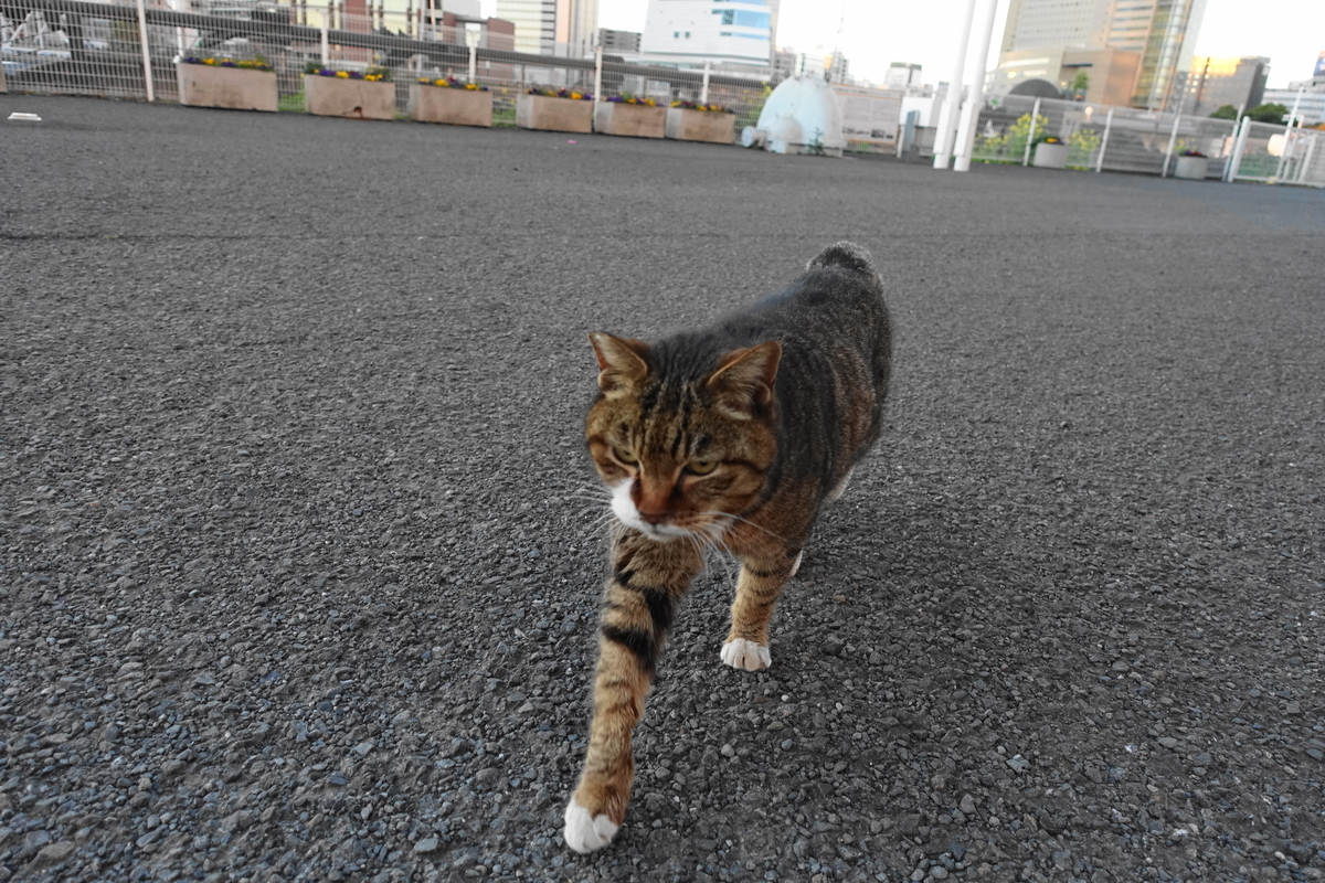 f:id:shigeo-t:20210310102829j:plain