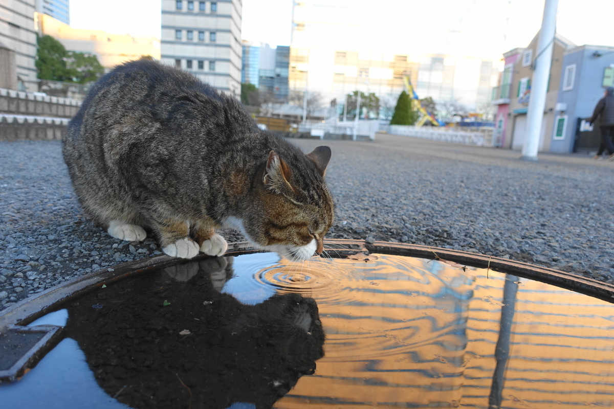 f:id:shigeo-t:20210310102933j:plain