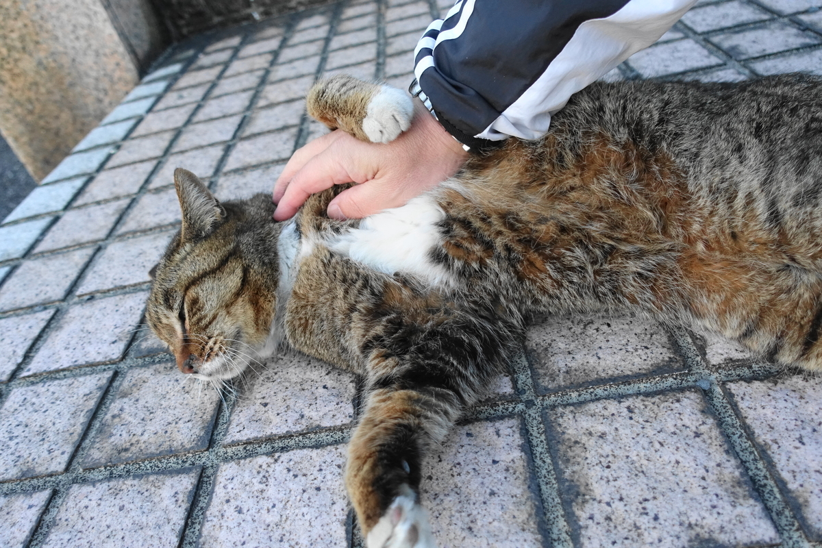 f:id:shigeo-t:20210310103727j:plain