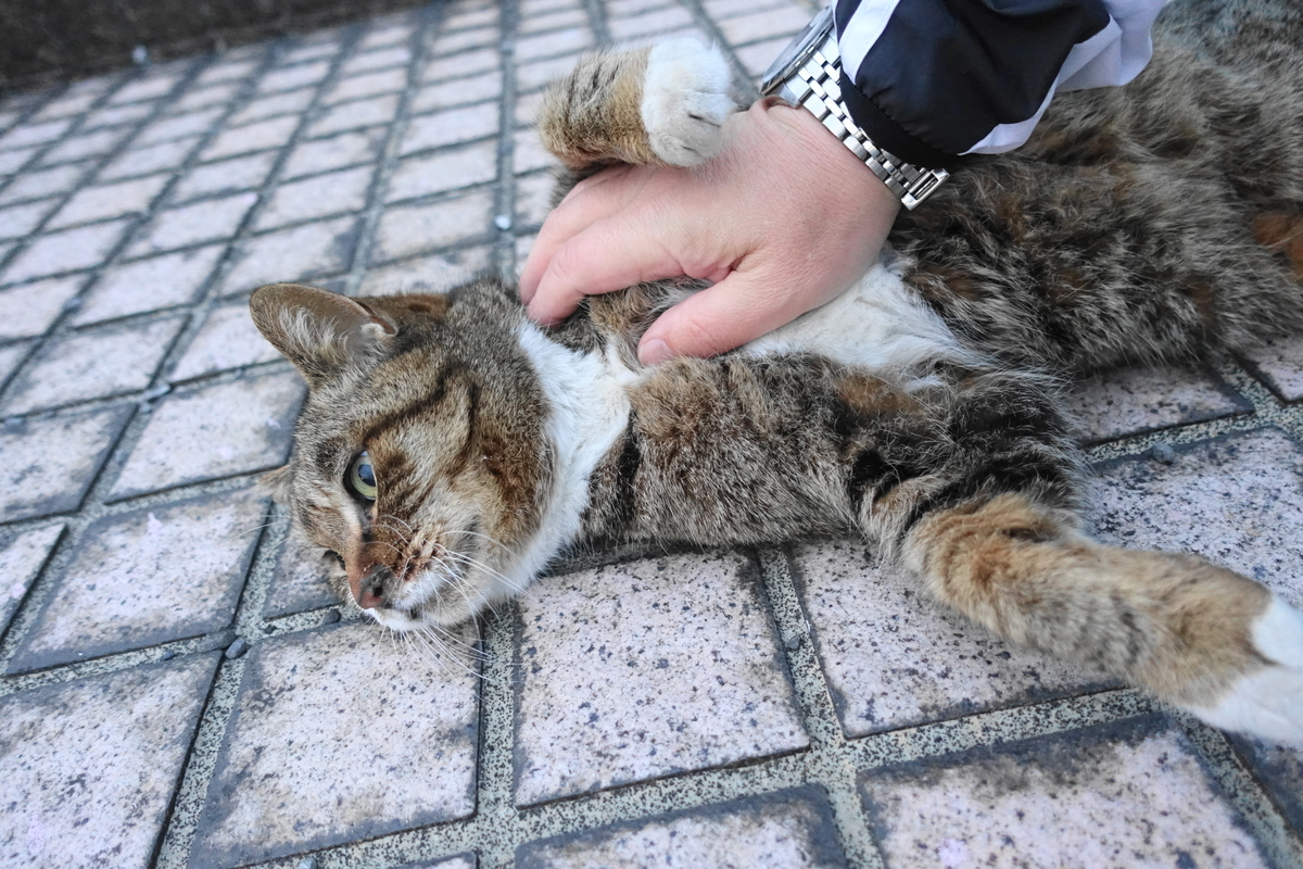 f:id:shigeo-t:20210312101242j:plain