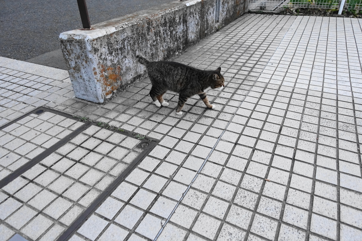 f:id:shigeo-t:20210312101709j:plain