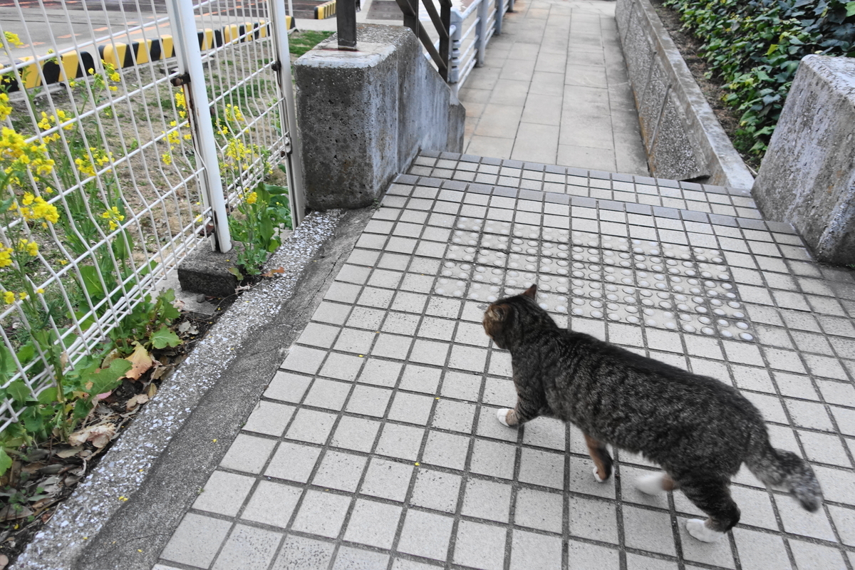 f:id:shigeo-t:20210312101711j:plain