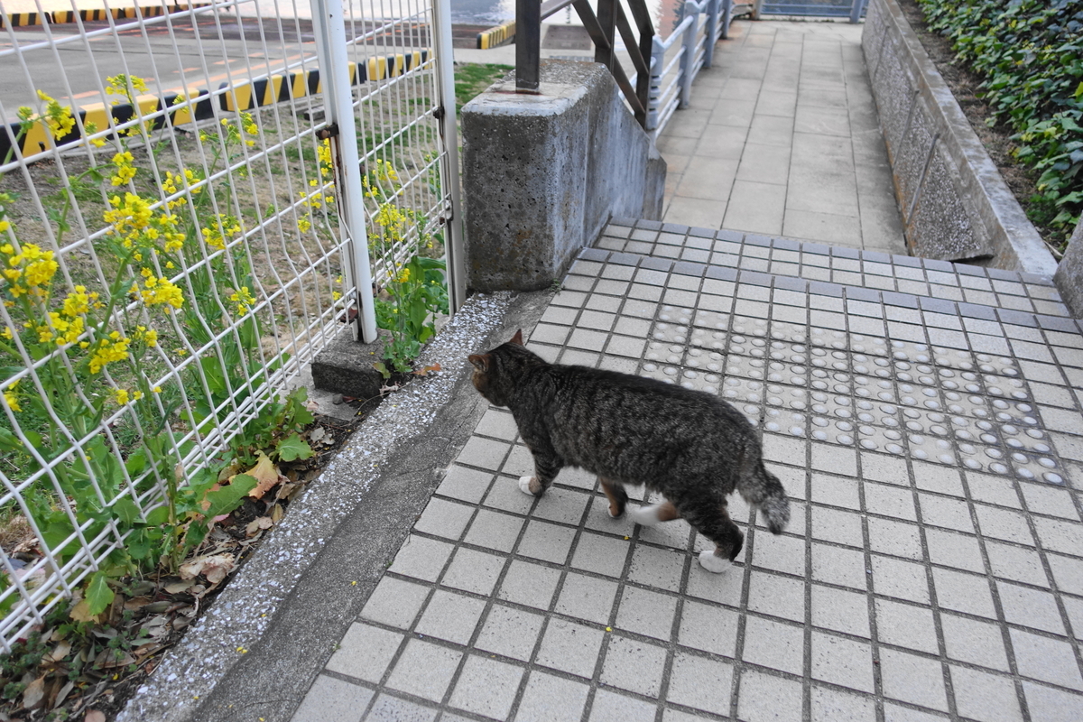 f:id:shigeo-t:20210312101714j:plain