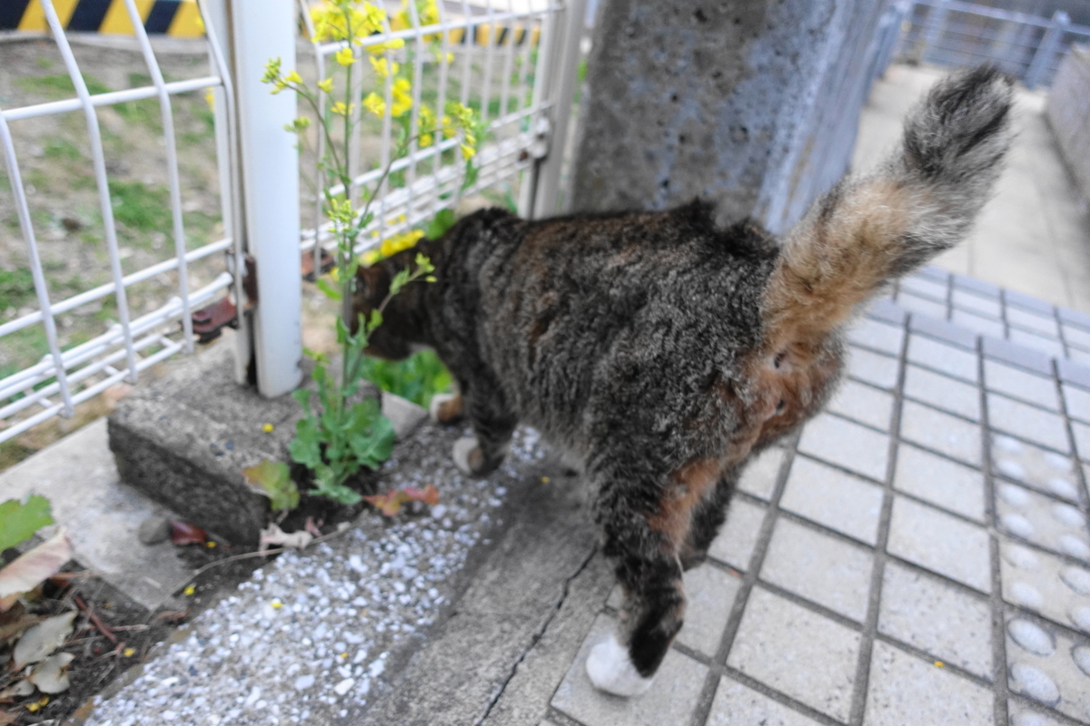 f:id:shigeo-t:20210312101715j:plain
