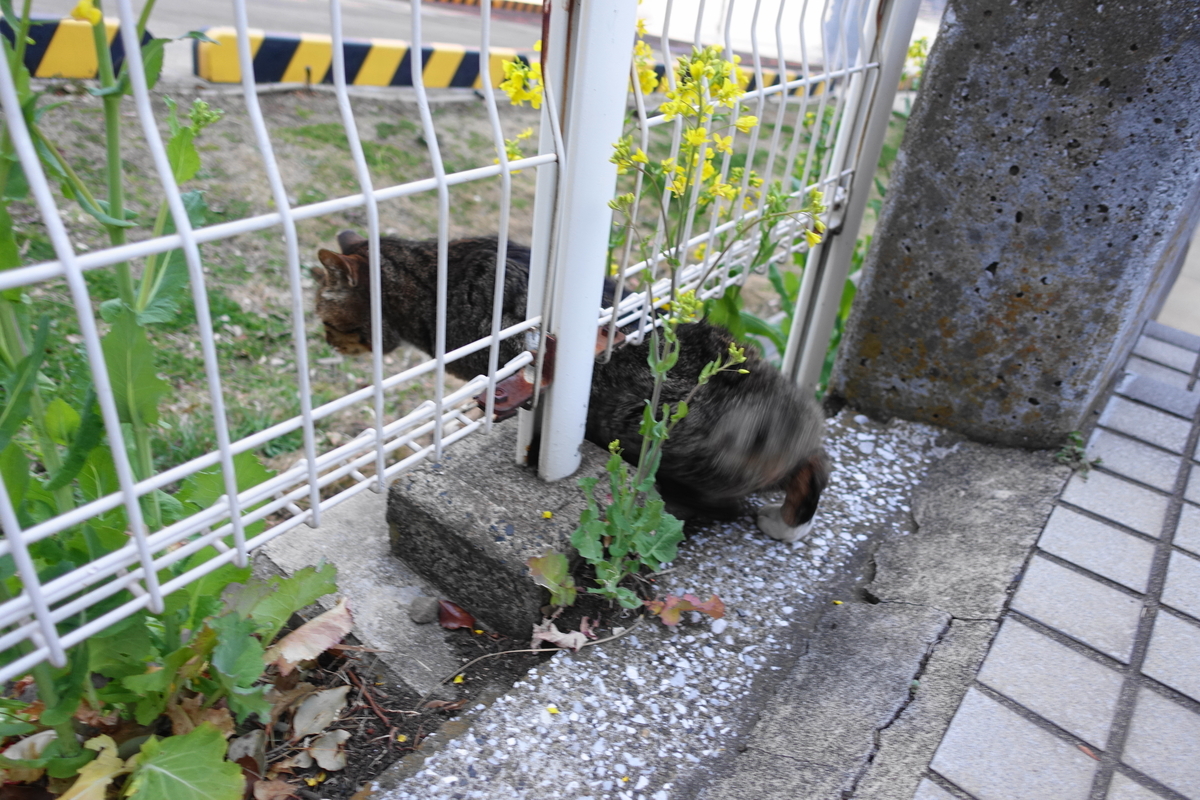 f:id:shigeo-t:20210312101719j:plain